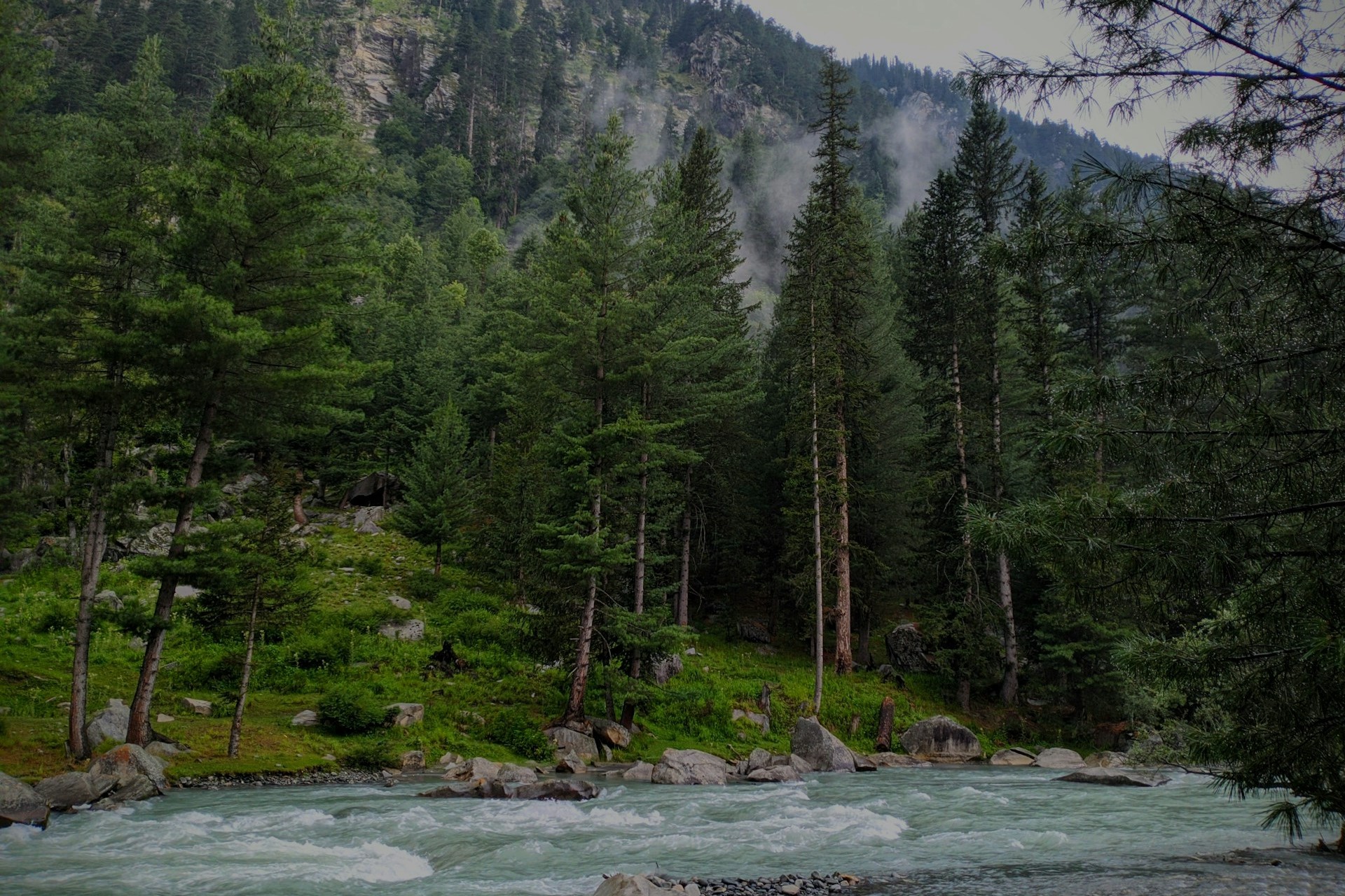 River flowing with tall trees behind